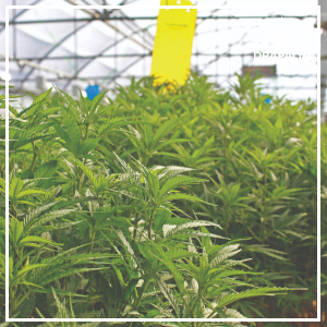 Legal situation in Germany