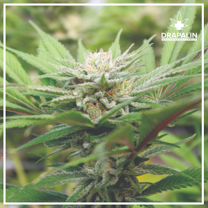 Marijuana Users driving