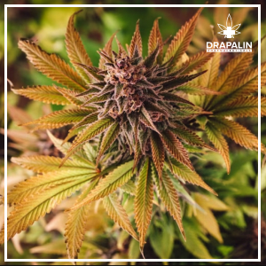 Cannabis from labour