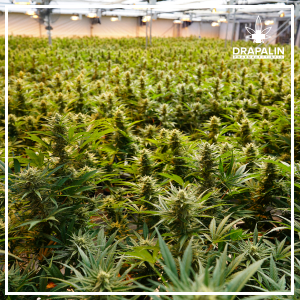 Cannabispflanzen identifizieren
