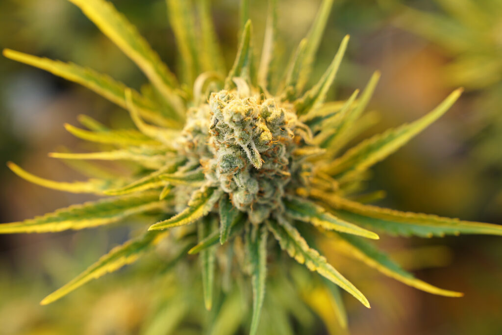 Cannabis and the brain: how harmful is it really?