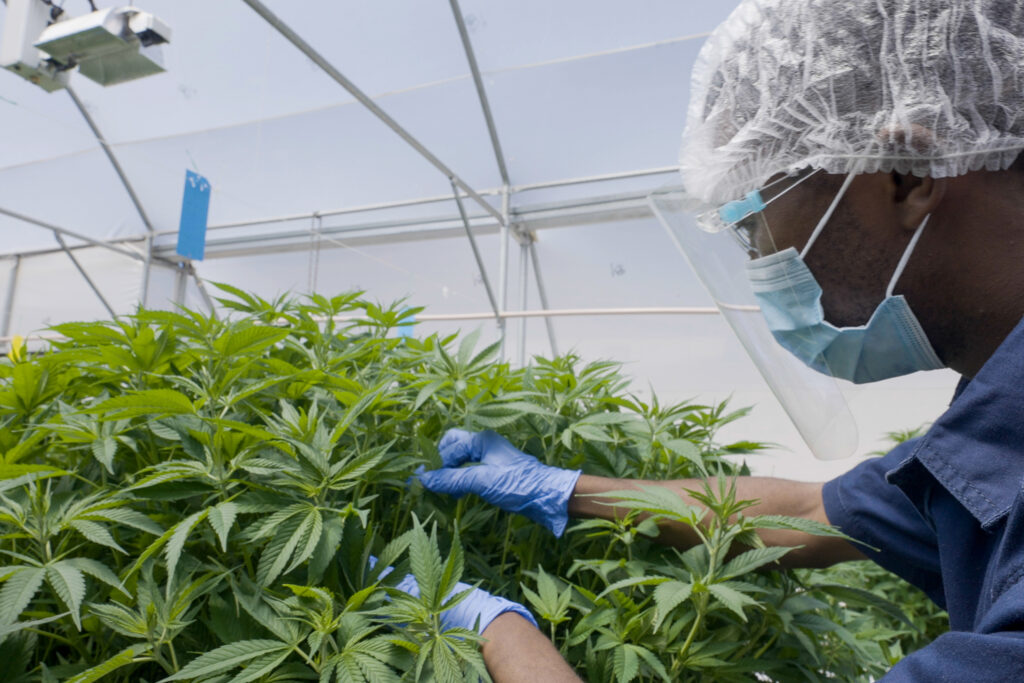 What is Cannabis sativa?