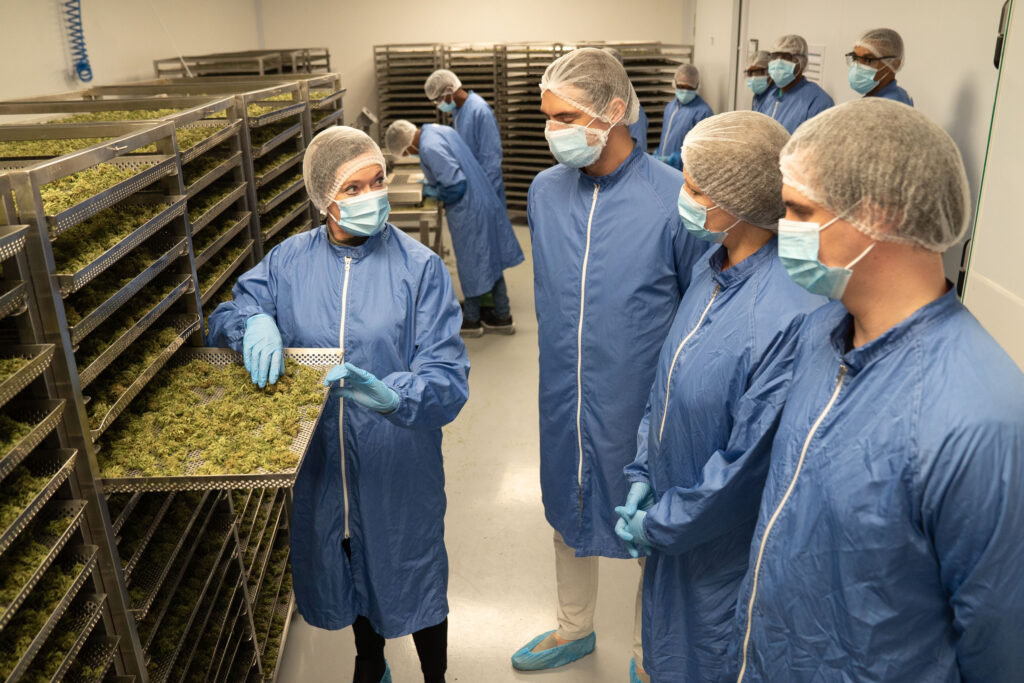 Cannabis as intoxicant or medicine